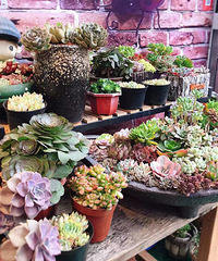 ��̽�����ŵĻ�԰