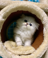 �̲�ס�����ǿ����ҵ���è