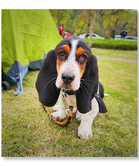 ���Ϲ���ȥ������Ұ��