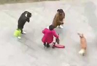 狗主人说家里有钱,咬到娃儿赔就是