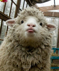 ��ֻ������Ҳ̫����