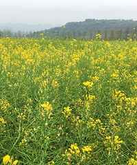 �������Ͳ˻�