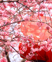 2019年3月昆明圆通山樱花绽放,美丽花海犹如童话+2019春游记