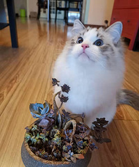 ��ż����Խ��ԽƯ��