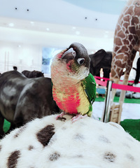 �Ҽ��ȳ��˵��