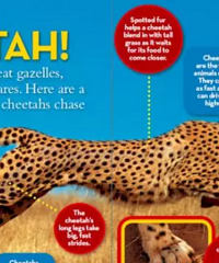 ͯڶӢ־ЩӢɲֹĶ汾