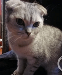 男友偷只萌猫回家 女友一通训斥令其自首