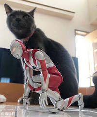 ��������������ߣè