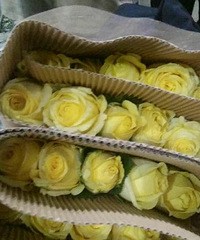 ��ҵĲ�ɫõ��ñ��ˣ�2��5һ֧��������ɫ����