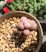 ��һƬҶ����������