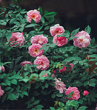 Ժ�����Ǿޱ����������