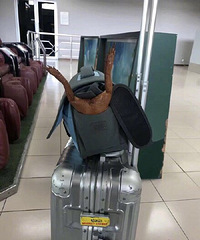 ���Ͽ�����һ����Ƶİ�����������˭�ұ���ȥ��