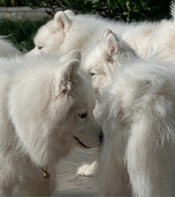 һȺ��ĦҮ�ľۻ�