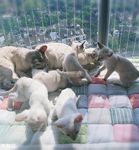 ���Ҽ�ߣè��