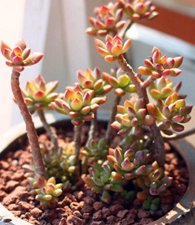 ƽ�ۻ�������ɫ����