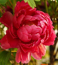 Ժ�����ĵ������������