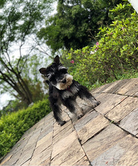 ����ֻ�������Ĺ���