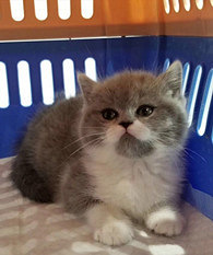 ��ҪΪ���������ѷ�����