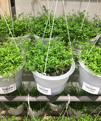 这家店铺的鲜花价格堪比鲜花市场,绣球才15元一朵,?#27809;?#31639;