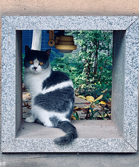 С������è��Ȼ��Ӣ��