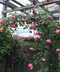 յūһ֮ңҺĵڶ죬ҵ̨ȫ