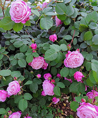 Ժ�����Ǿޱ���ڿ�����