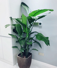 ʲôʲôˣҶԷҲӭ̨Ĵ