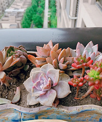 ʲôʲôˣҶԷҲӭ̨