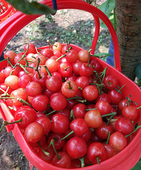 2020����ժӣ�ҵ�ͼ�������ܱ߿���ժӣ�ҵĺõط�