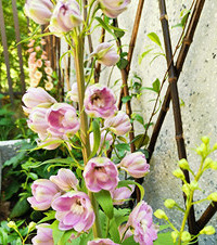 ͼݰؼңĿʽСС԰