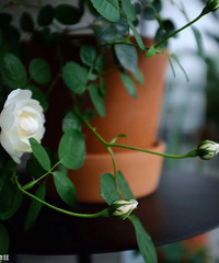 ҵľӵأ뻨һ꣬С̨ı仯