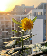 独爱月季节,芬芳多彩小空间