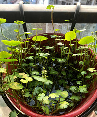独爱月季节,芬芳多彩小空间