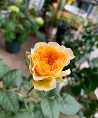 ���Ʒ�ֵ��¼�������