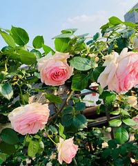 ����û�й����ҵ���Ѫ��һ���������100���