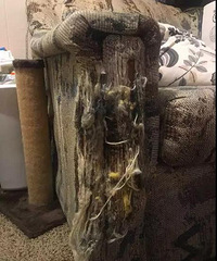 ��è���˲���ӵ��ɳ��