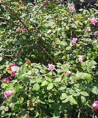 �ʻ�����ƺ���������ʵơ����������������ݶ���԰