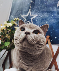 һֱ����è���ɱ�