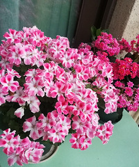 ������԰�����Ҹ��ļ��ڣ�¶̨��������㱨