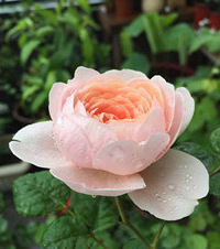 ����Ļ�԰ʵ�����ҵ�԰���Σ�ÿһ�껨�ݶ����Ṽ���������