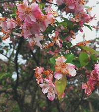 ߶+800ƽ԰ϰ4һֲٳֵļ