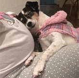 怀孕也能养狗狗