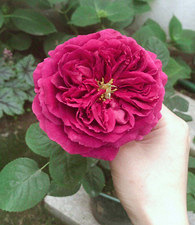 ���а�������Ժ�ӵ�����