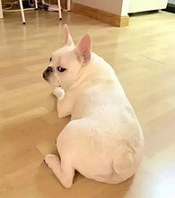 �����Լ�������һֻ��