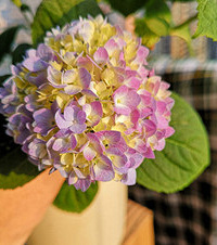 ���������죬��ʱ5���£�����ӡ������˸ˡ���Ϊ�����ƽ�