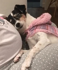 狗狗发现肚子里有小主人后