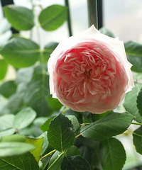 һС̨ȴפһ԰Σ̨ҲԺò