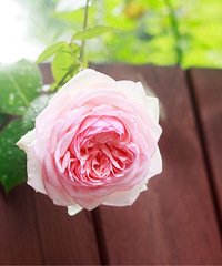 ޺ã3꣬СС԰СгЧ