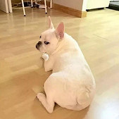 它一直以为自己是只猪