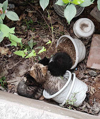 ���ճ���������è�Ҹ���